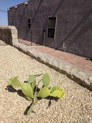 Drooping Prickly Pear - flopping pads on cactus