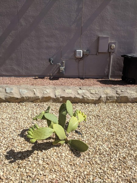 Drooping Prickly Pear