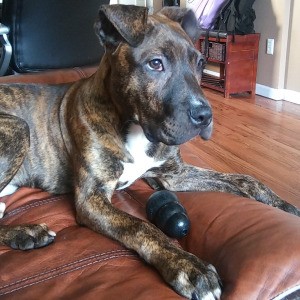Is My Dog a Purebred Pit Bull? - brindle coated dog that looks mixed breed
