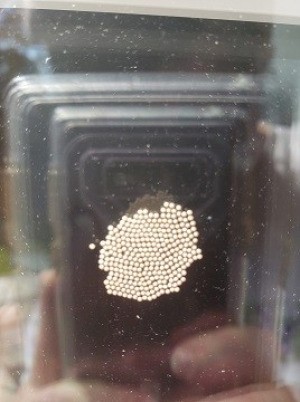 Identifying Insect Eggs - cluster of round white insect eggs on glass