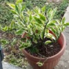 Identifying a Potted Plant