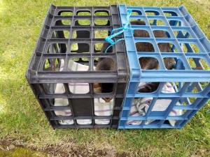 Temporary Crate for My New Cat Conner - kitty in the crate