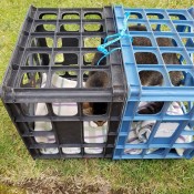 Temporary Crate for My New Cat Conner - kitty in the crate