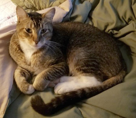 Temporary Crate for My New Cat Conner