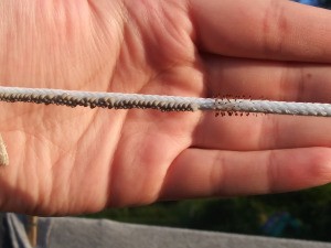 Identifying Insect Eggs - tiny eggs on clothesline
