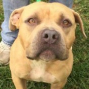 Is My Dog a Full Blooded Pit Bull? - tan dog closeup