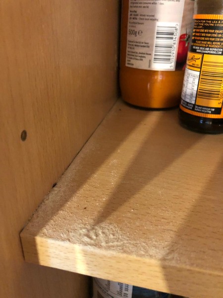 Getting Rid of Black Bugs in Kitchen Cabinets