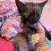 What Breed Is My Kitten? - very young kitten with tortie coat