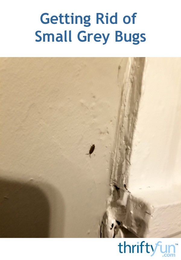 Getting Rid of Small Grey Bugs? | ThriftyFun