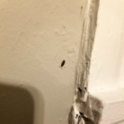 Getting Rid of Small Grey Bugs - appears to be a sow bug