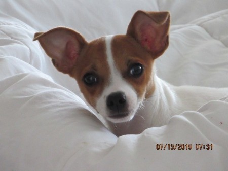 Is My Dog a Full Blooded Chihuahua? - brown and white dog on a white comforter, only head and part of back showing