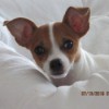 Is My Dog a Full Blooded Chihuahua? - brown and white dog on a white comforter, only head and part of back showing