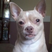 Remedy for Chihuahua with Itchy Skin - closeup of dog