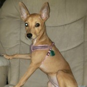 Is My Chihuahua Mixed? - pretty light brown dog with large ears
