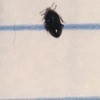 Identifying a Small Black Bug - shiny black bug