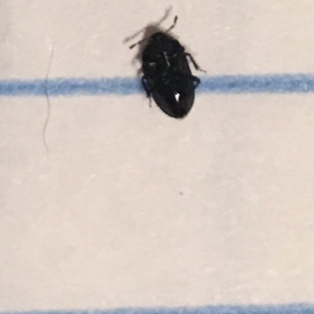 Identifying a Small Black Bug? | ThriftyFun