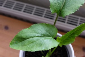 Identifying a Houseplant - medium green leaf with serrated edges