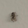 Identifying Household Bugs - black and tan bug
