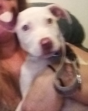 What Breed Is My Dog? - fuzzy photo of a white puppy
