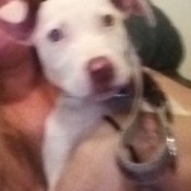 What Breed Is My Dog? - fuzzy photo of a white puppy