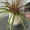 Identifying a Houseplant - plant with long green leaves with red undersides
