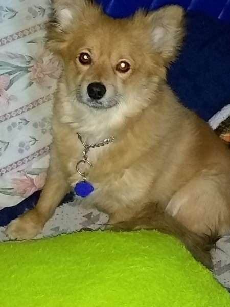 Chase (Pomeranian/Corgi Mix) - cute tan mix breed dog