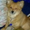 Chase (Pomeranian/Corgi Mix) - cute tan mix breed dog