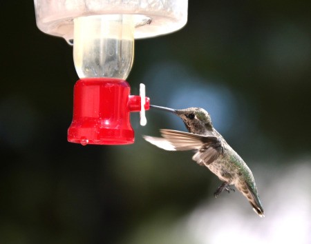 Iced Feeder for the Hummingbirds - closeup of hummingbird at feeder