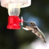 Iced Feeder for the Hummingbirds - closeup of hummingbird at feeder