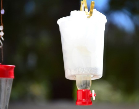 Iced Feeder for the Hummingbirds