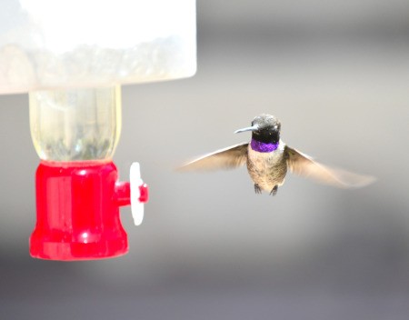 Iced Feeder for the Hummingbirds