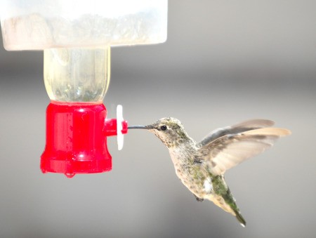 A hummingbird drinking from an iced feeder.