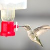 A hummingbird drinking from an iced feeder.