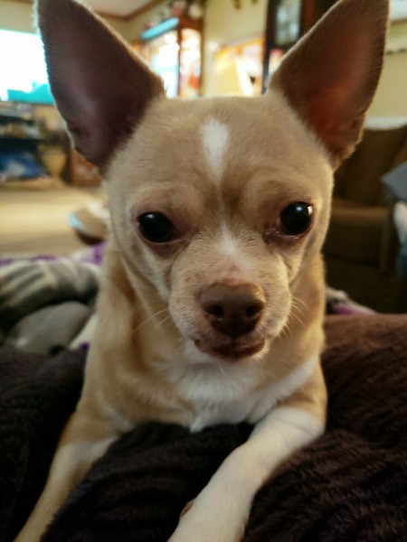 Princess (Chihuahua) - closeup of a tan and white Chi