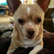 Princess (Chihuahua) - closeup of a tan and white Chi