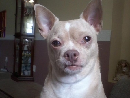 Princess (Chihuahua)