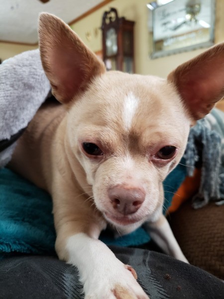 Princess (Chihuahua)