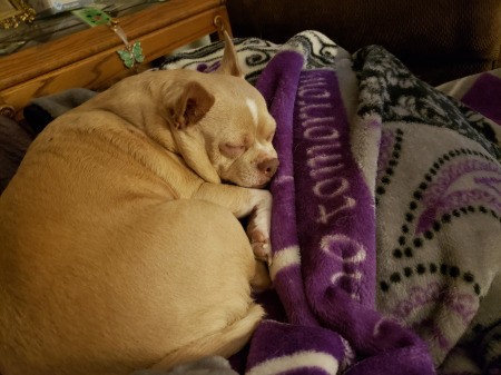 Princess (Chihuahua)