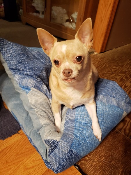 Princess (Chihuahua)