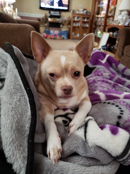 Princess (Chihuahua)