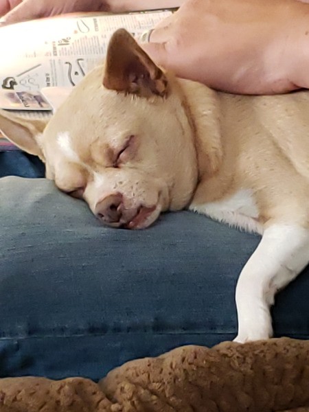 Princess (Chihuahua)