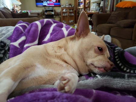 Princess (Chihuahua)