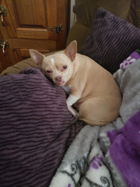 Princess (Chihuahua)
