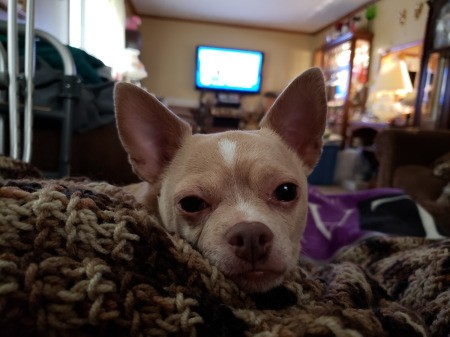 Princess (Chihuahua)