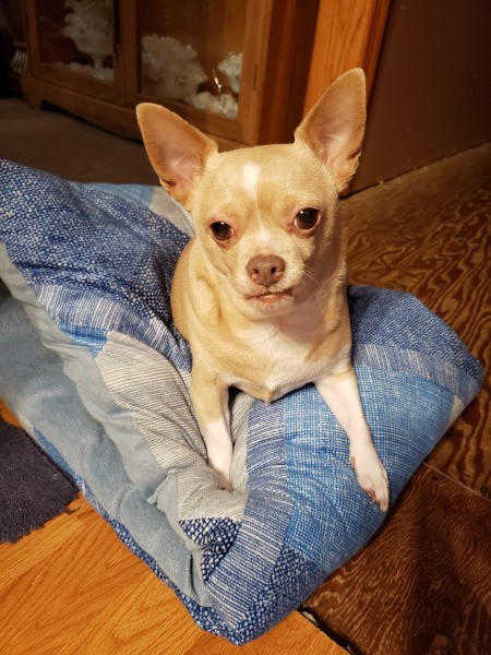 Princess (Chihuahua)