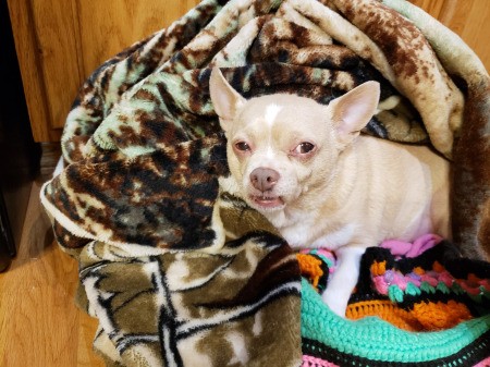 Princess (Chihuahua)