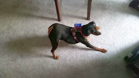 What Is My Min Pin Mixed With? - black and brown dog on carpet with rear up in the air, playing