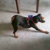 What Is My Min Pin Mixed With? - black and brown dog on carpet with rear up in the air, playing