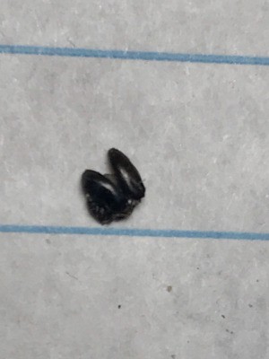 Identifying a Small Hard Shell Jumping Bug - squashed bug on a piece of lined paper