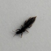 Identifying Small Black Bugs - long black insect
